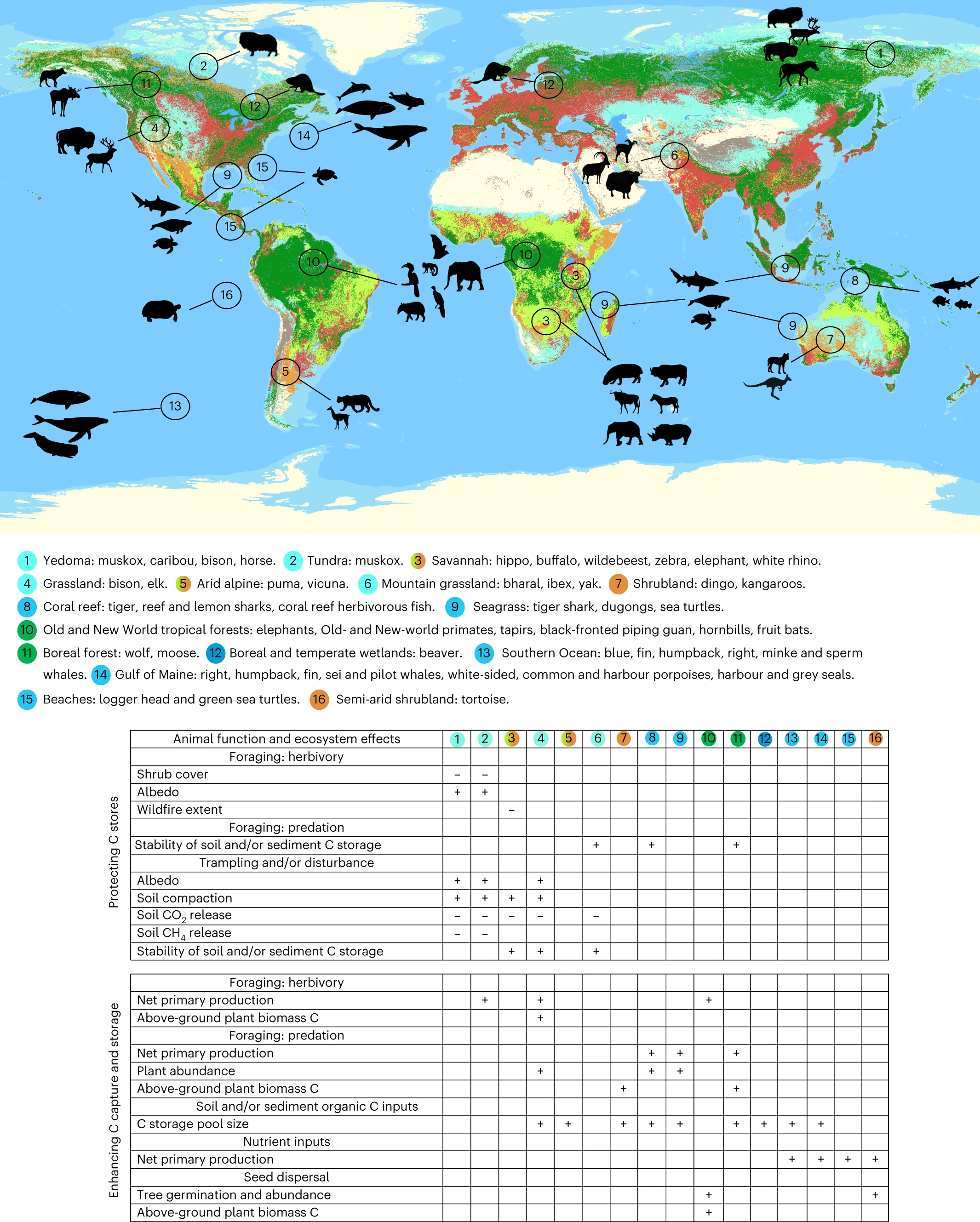 Ways wildlife can help carbon