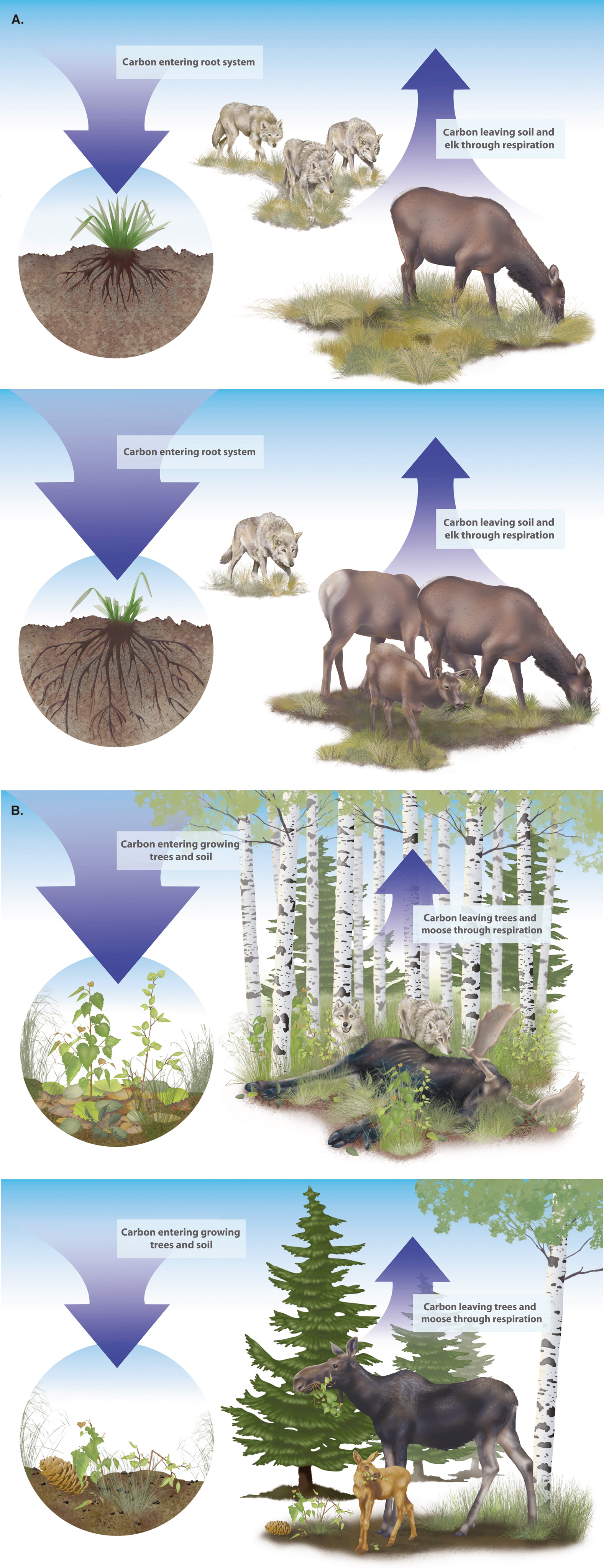 Effects of wolves on carbon in grassland or boreal forest